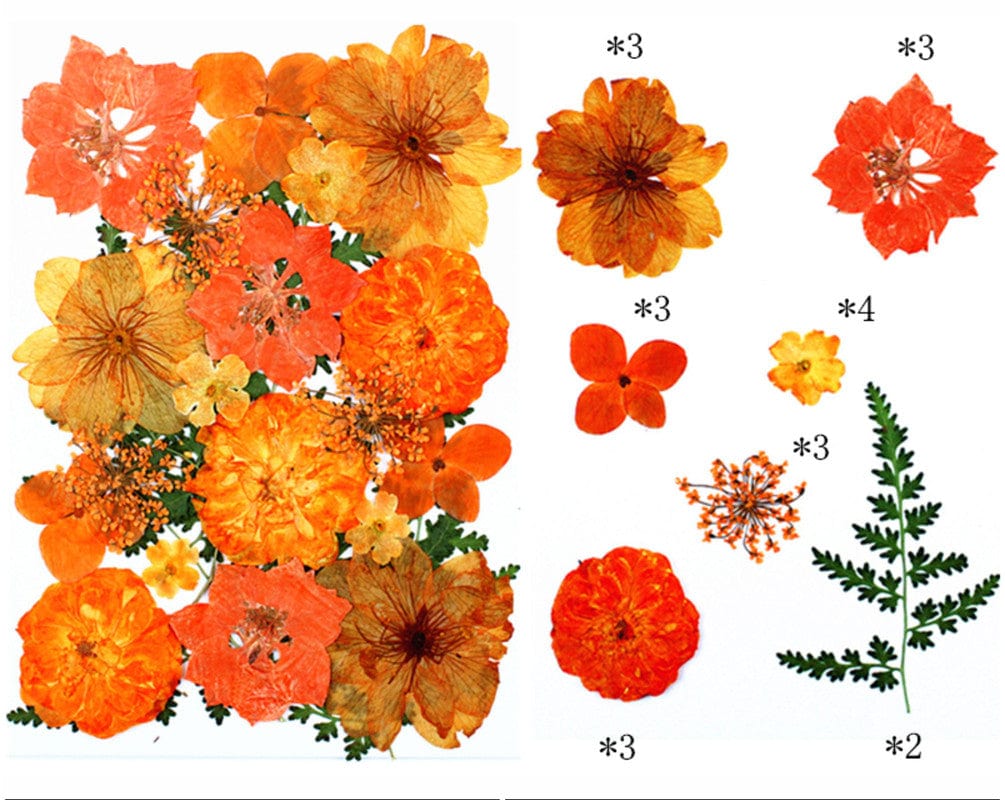 21 In 1 Pressed Flowers Fl179