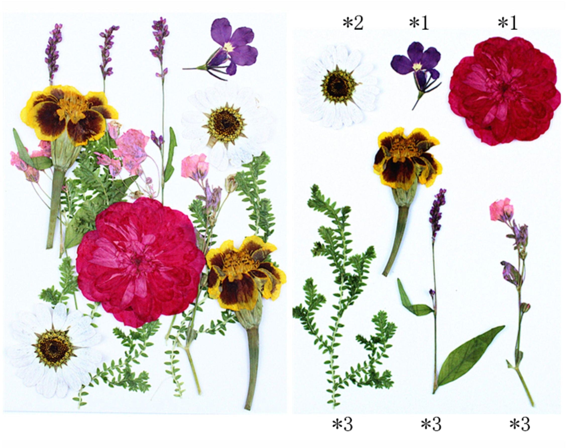 15 In 1 Pressed Flower