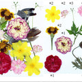 15 In 1 Pressed Flowers Fl188