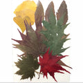 18 In 1 Pressed Flowers Fl189