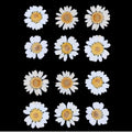White Daisy Pressed Dry Flower Fl2001