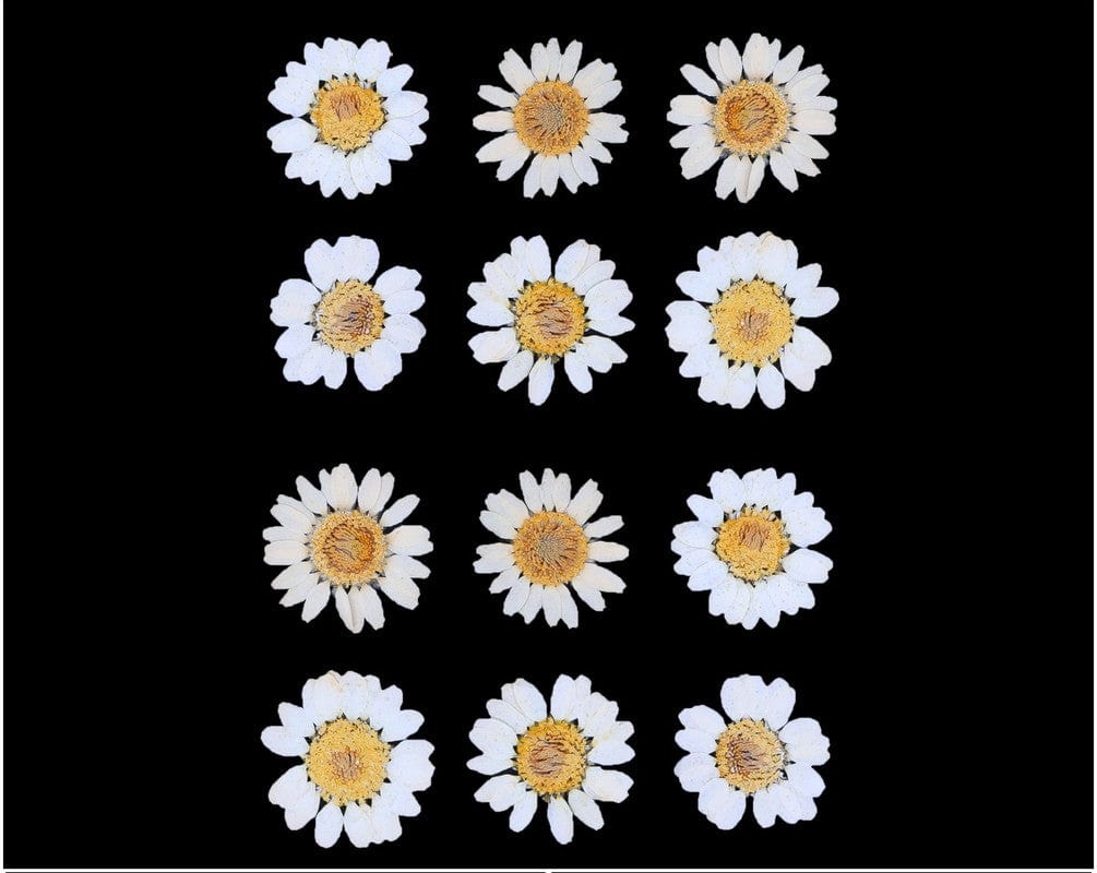 White Daisy Pressed Dry Flower Fl2001