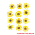 Yellow Daisy Pressed Dry Flower Fl2002