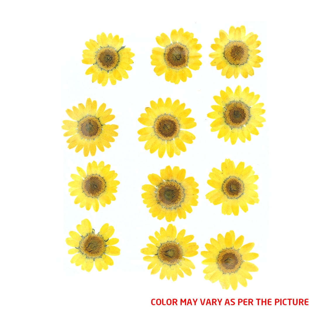 Yellow Daisy Pressed Dry Flower Fl2002