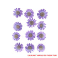 Violet Daisy Pressed Dry Flower Fl2003