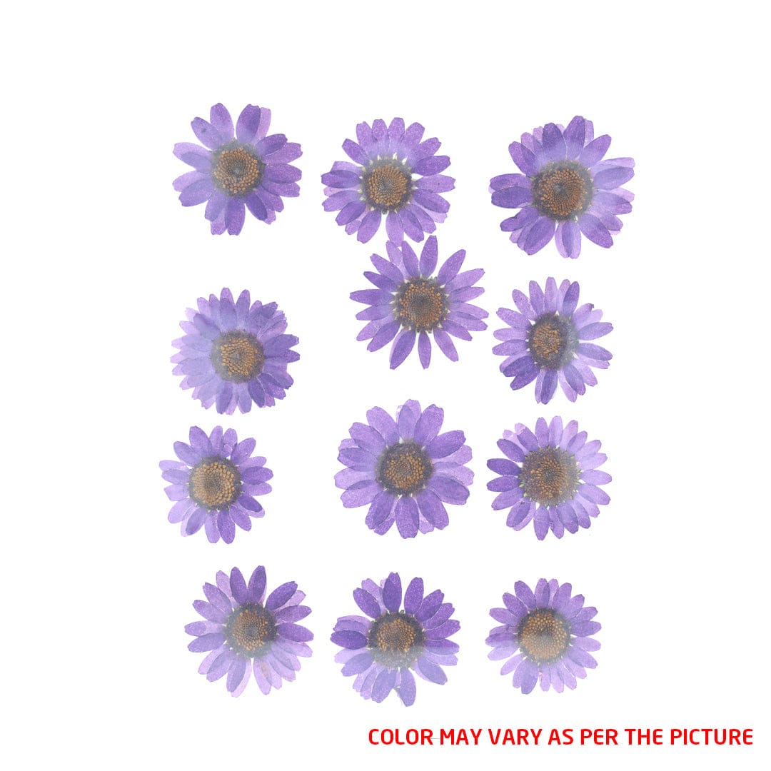 Violet Daisy Pressed Dry Flower Fl2003