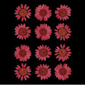 Maroon Daisy Pressed Dry Flower Fl2004