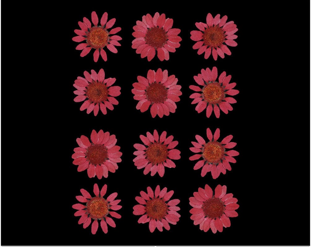 Maroon Daisy Pressed Dry Flower Fl2004