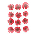 Red Daisy Pressed Dry Flower Fl2005