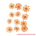 Orange Daisy Pressed Dry Flower Fl2006