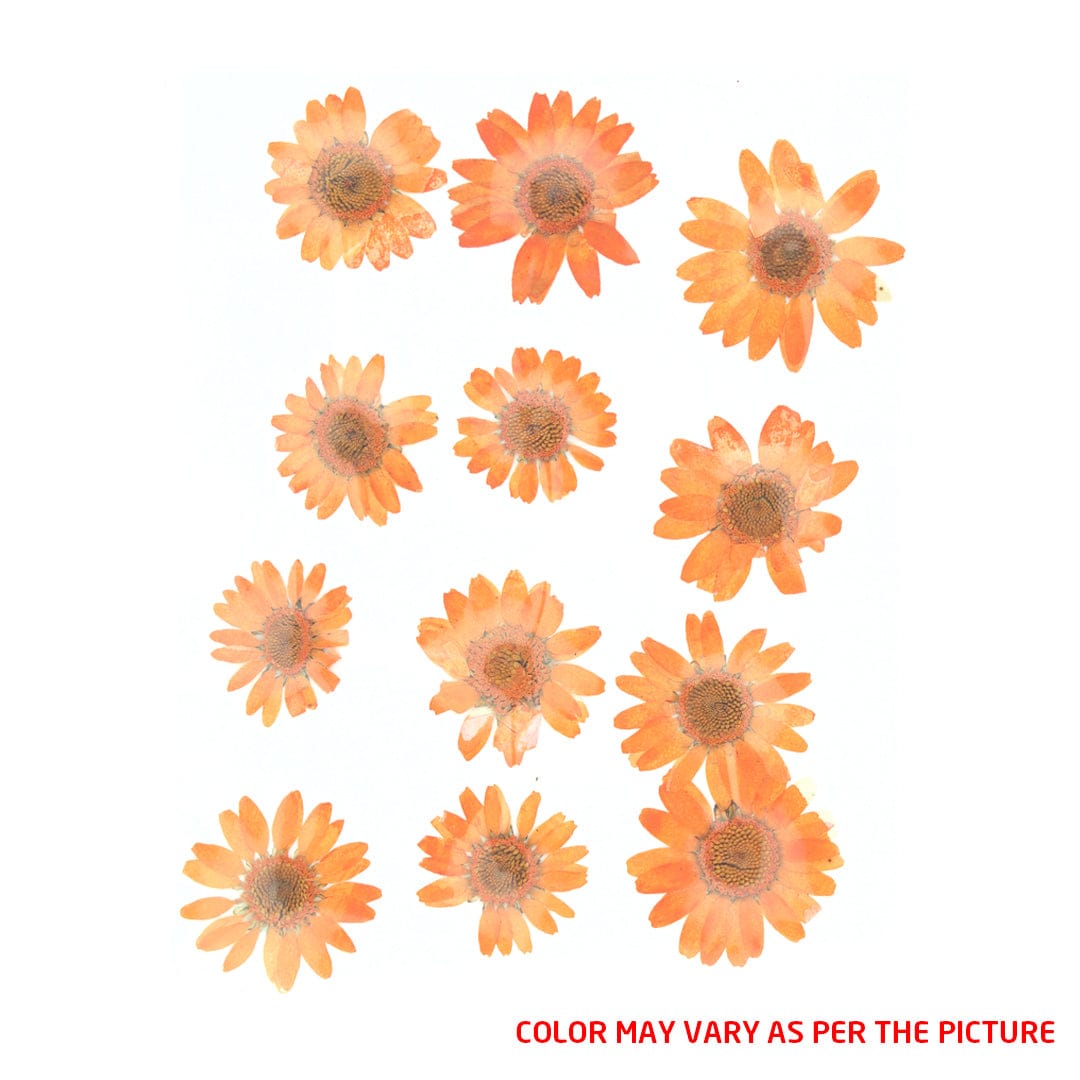 Orange Daisy Pressed Dry Flower Fl2006