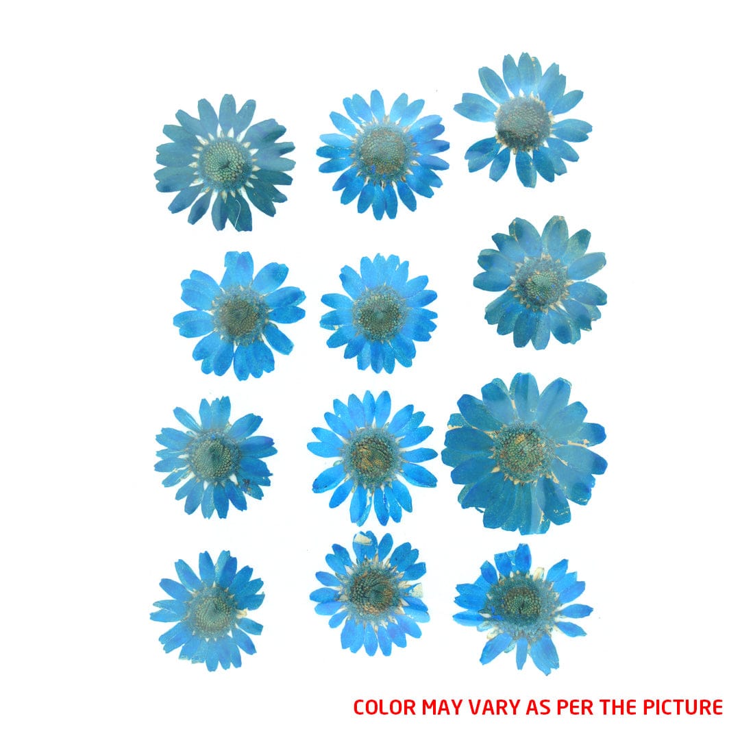 Firozi Daisy Pressed Dry Flower Fl2007