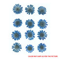 Ink Blue Daisy Pressed Dry Flower Fl2008
