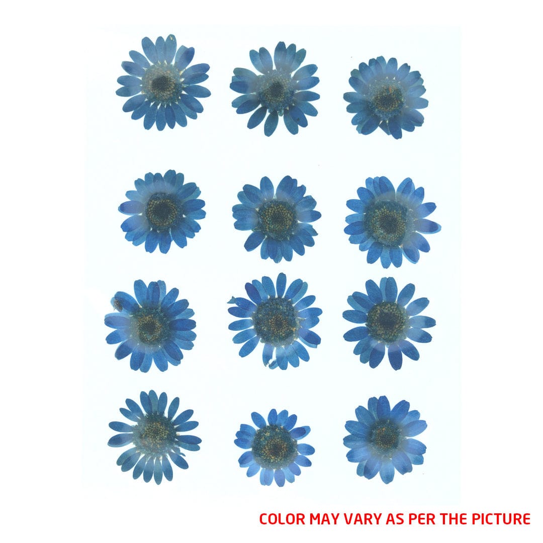 Ink Blue Daisy Pressed Dry Flower Fl2008