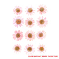Baby Pink Daisy Pressed Dry Flower Fl2009