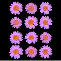 Light Pink Daisy Pressed Dry Flower Fl2010