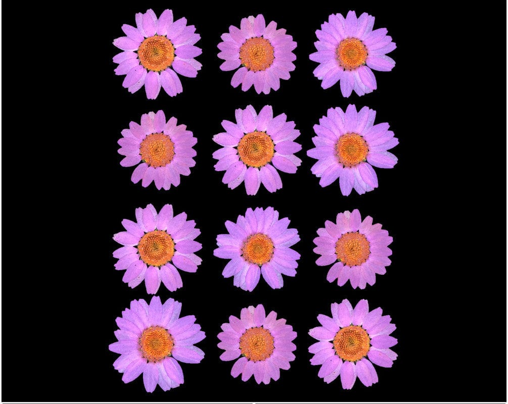 Light Pink Daisy Pressed Dry Flower Fl2010
