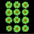 Parrot Daisy Pressed Dry Flower Fl2011