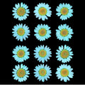 C.Green Daisy Pressed Dry Flower Fl2012