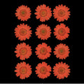 Peach Daisy Pressed Dry Flower Fl2013