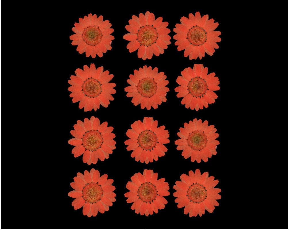 Peach Daisy Pressed Dry Flower Fl2013