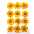 Light Orange Daisy Pressed Dry Flower