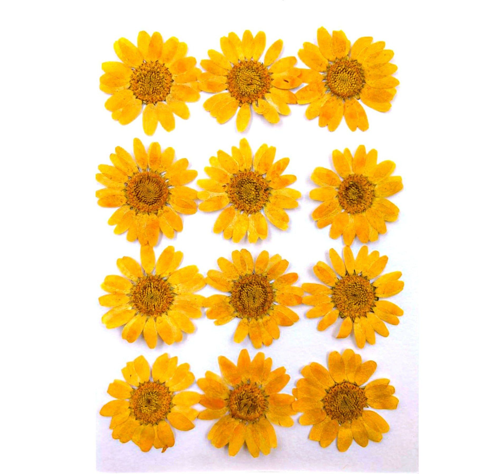 Light Orange Daisy Pressed Dry Flower