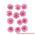 Magenta Daisy Pressed Dry Flower