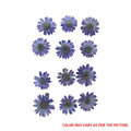 Deep Violet Daisy Pressed Dry Flower