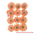 D.Orange Daisy Pressed Dry Flower