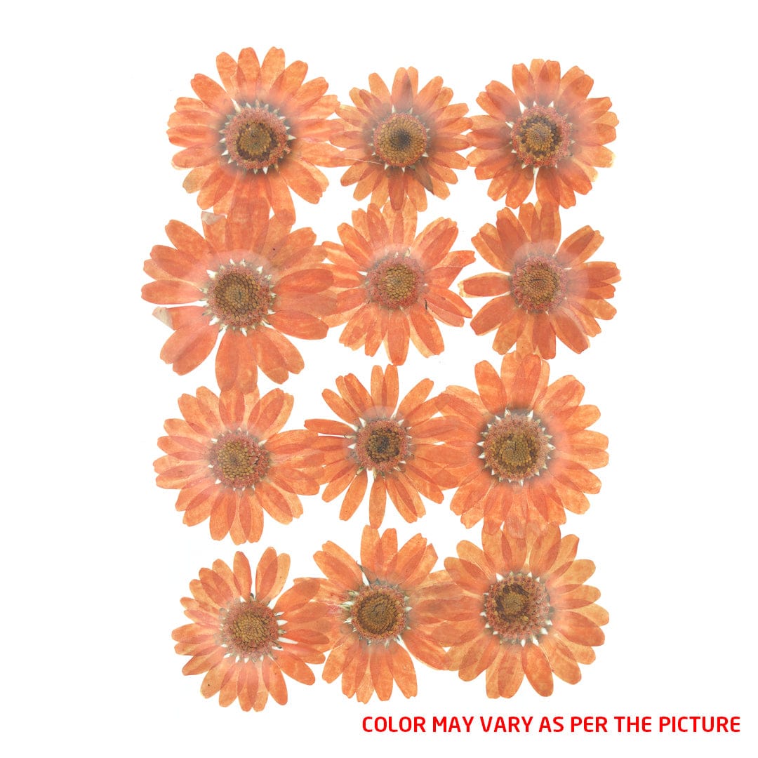 D.Orange Daisy Pressed Dry Flower