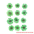 Forest Green Daisy Pressed Dry Flower