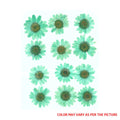 Mint Green Daisy Pressed Dry Flower