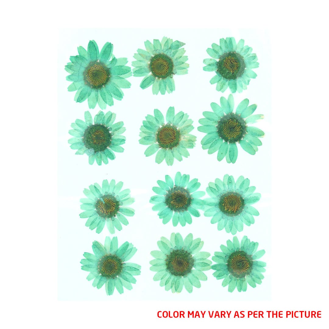 Mint Green Daisy Pressed Dry Flower