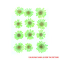 Neon Green Daisy Pressed Dry Flower