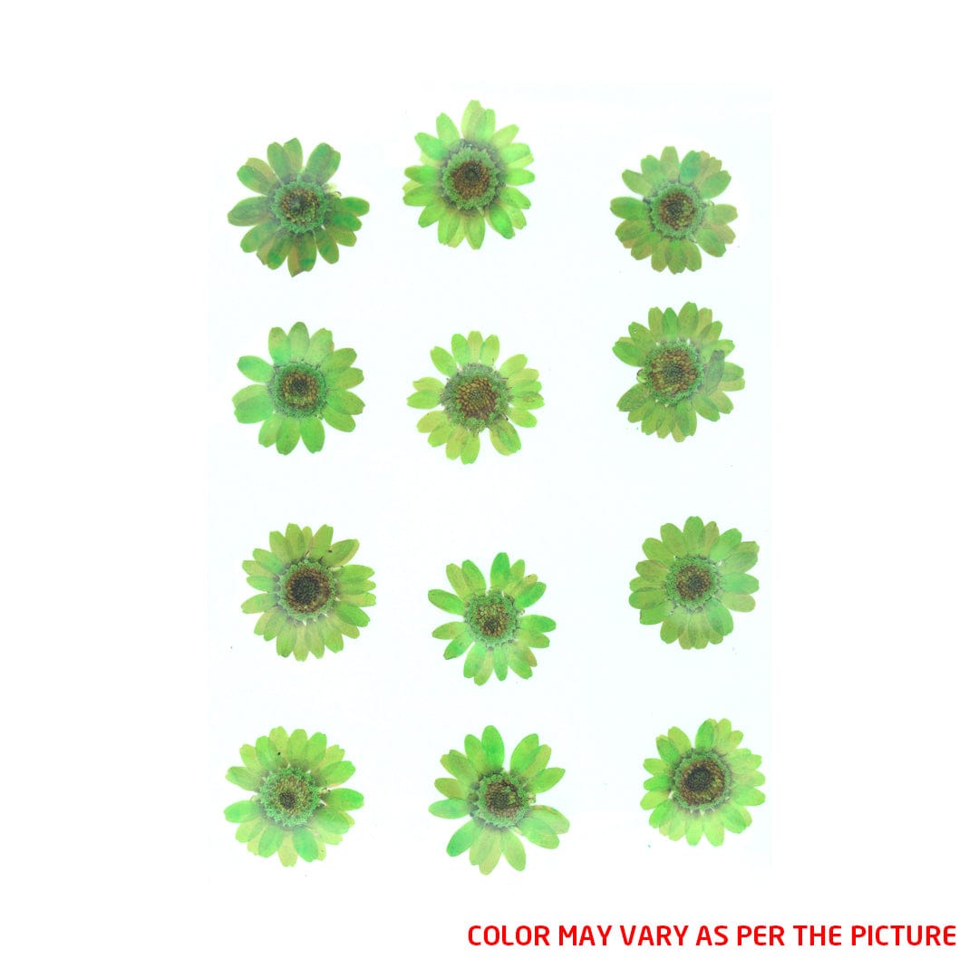 Parrot Green Daisy Pressed Dry Flower