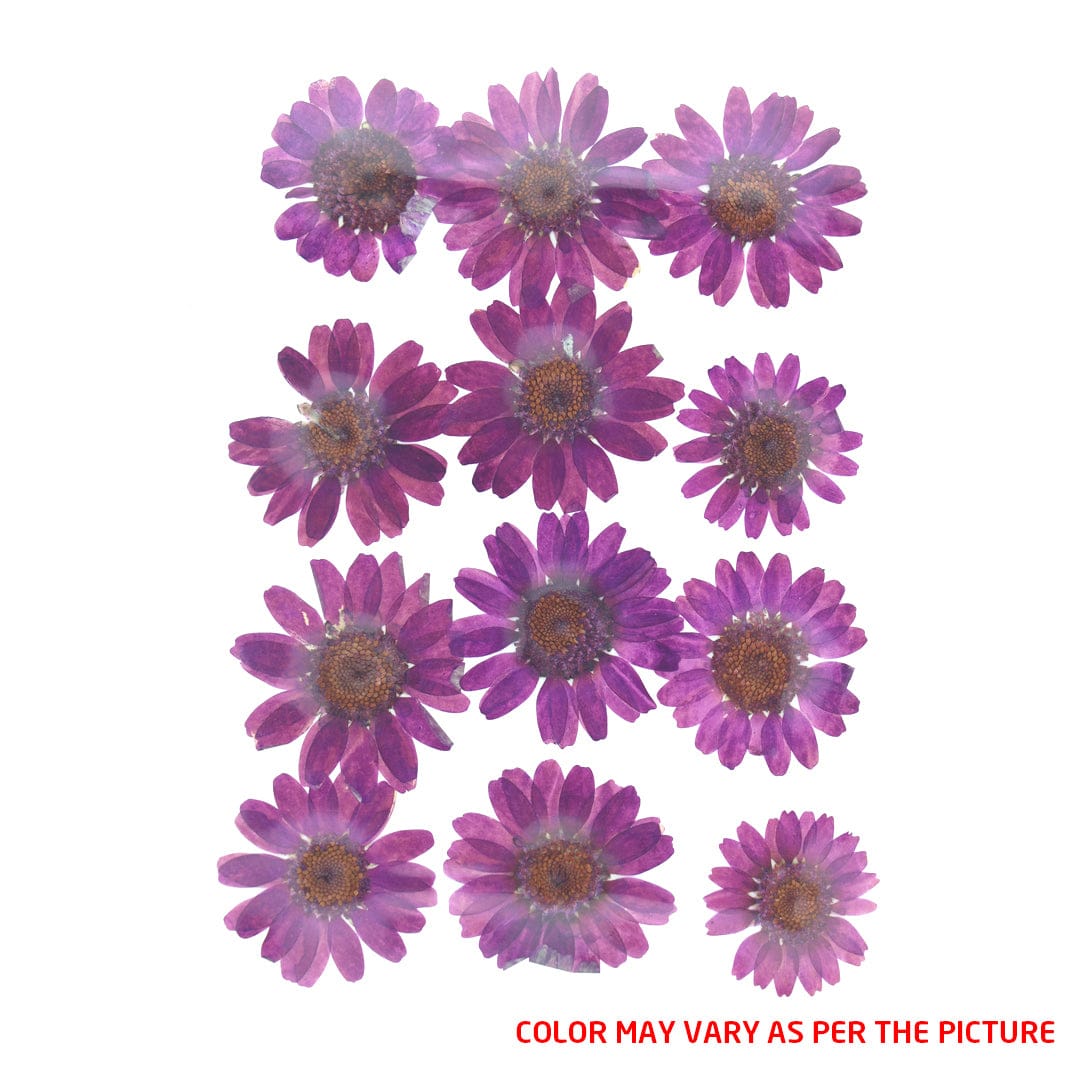 Wine Daisy Pressed Dry Flower