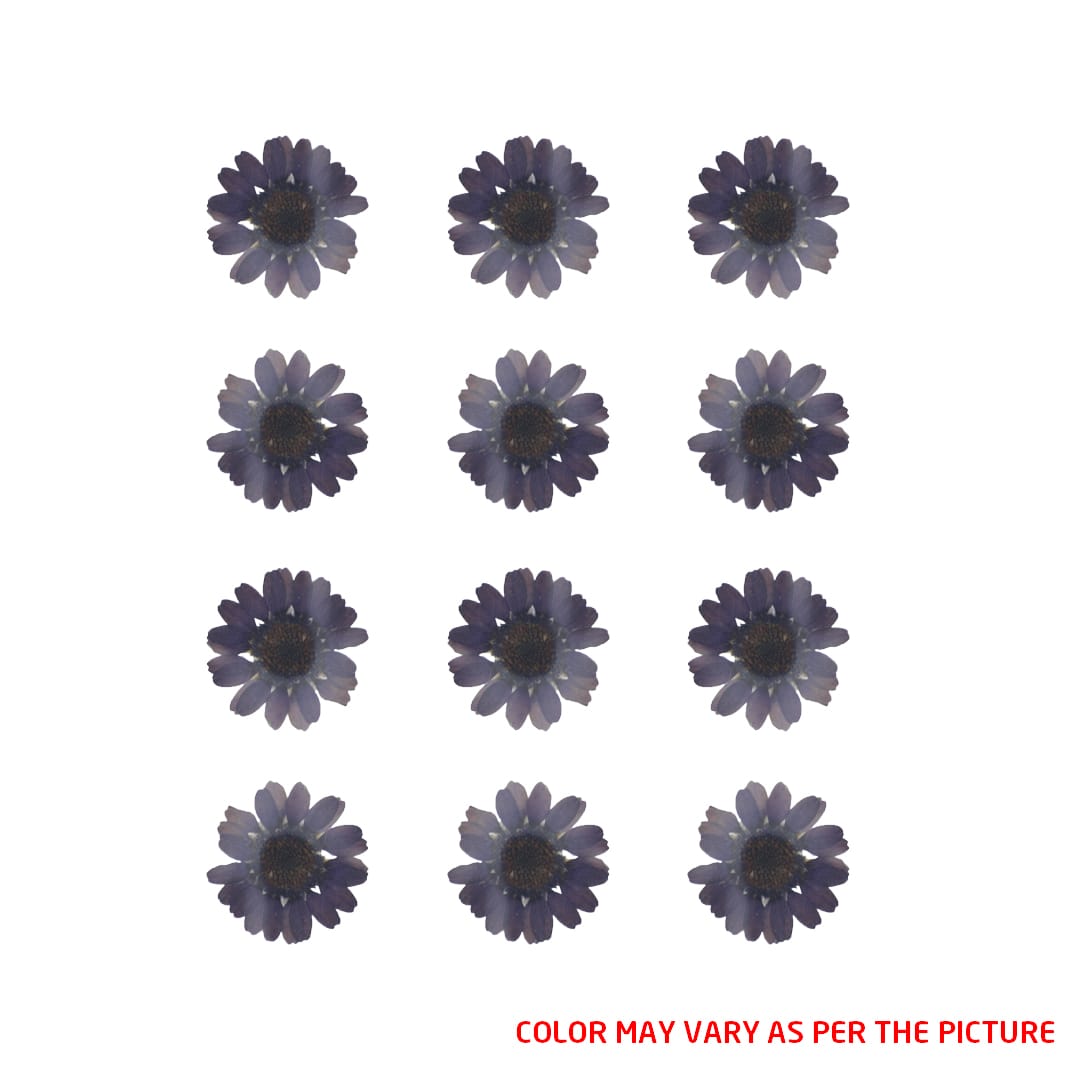 Mini Dark Purple Daisy Pressed Dry Flower