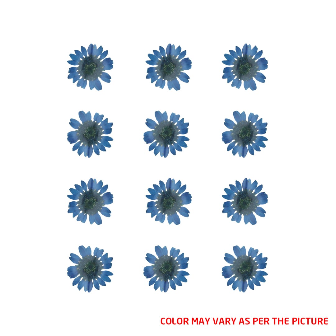 Mini Dark Blue Daisy Pressed Dry Flower