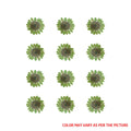Mini Green Daisy Pressed Dry Flower