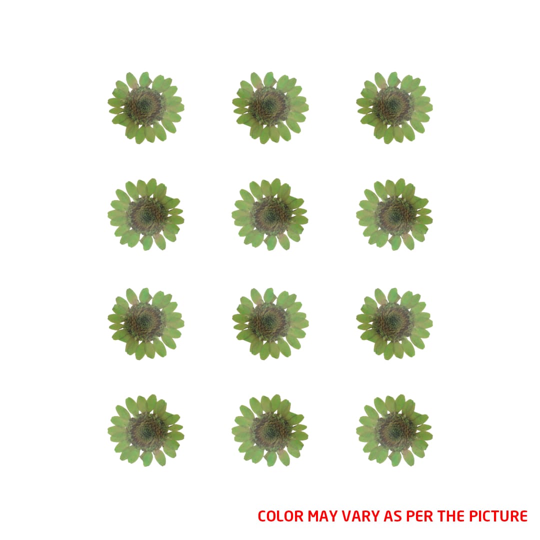 Mini Green Daisy Pressed Dry Flower