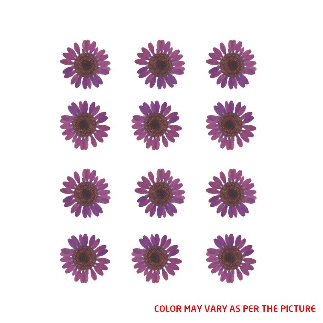 Mini Lavender Daisy Pressed Dry Flower