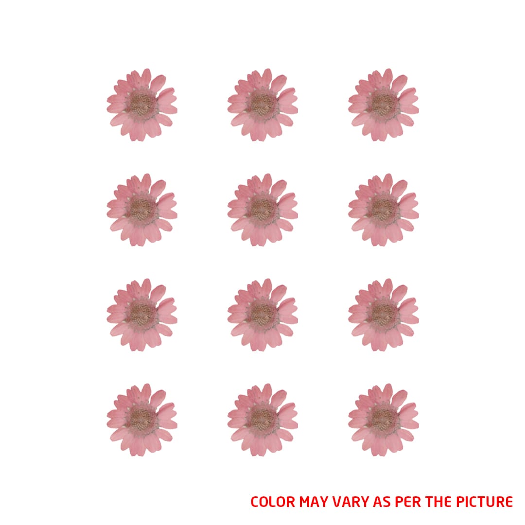 Mini Pink Daisy Pressed Dry Flower