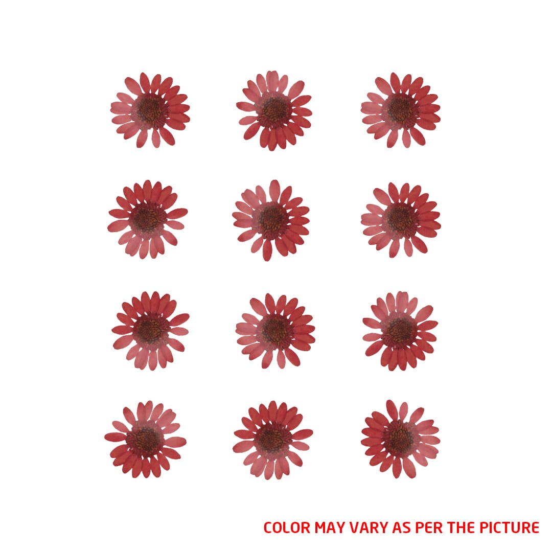 Mini Red Daisy Pressed Dry Flower