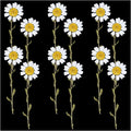 12Pcs White Daisy Dry Pressed Flower