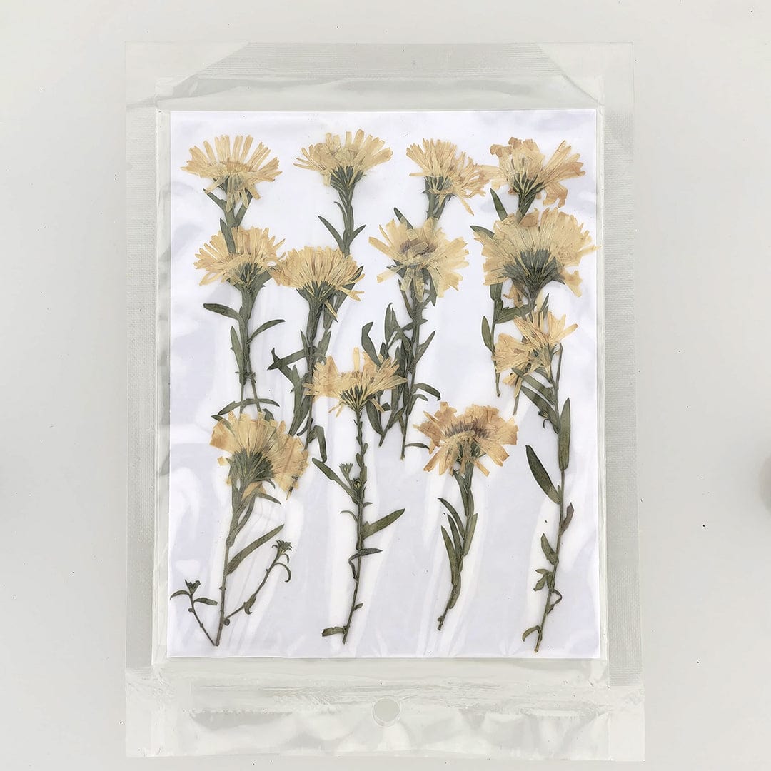 12Pcs Leucanthemella Serotina Dry Pressed Flower