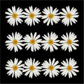 12Pcs White Daisy Dry Pressed Flower
