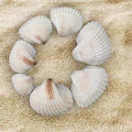 Big Shell (100Gms)