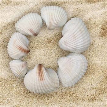 Big Shell (100Gms)