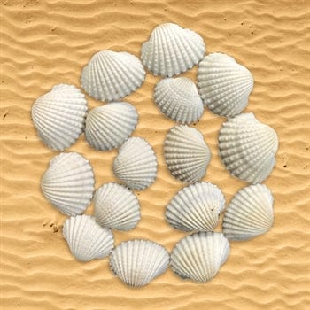 Medium Shell (100Gms)